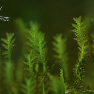 Fissidens sp.