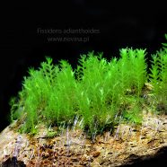 Fissidens adianthoides