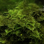 Brazil moss