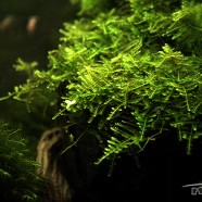 Christmas moss