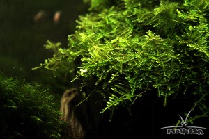 Christmas moss (Vesicularia montagnei)