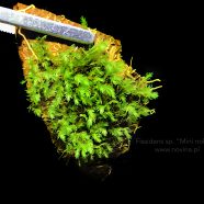 Fissidens sp. „Mini nobilis”