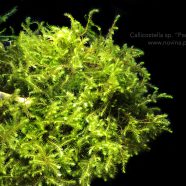 Callicostela sp. „Pancuraji”