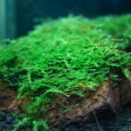 Vesicularia sp. „China moss”
