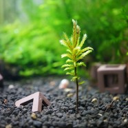 Climacium japonicum