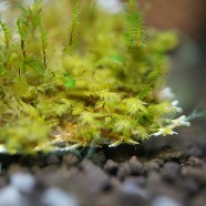 Fissidens crassipes