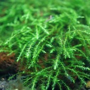 Crescent moss