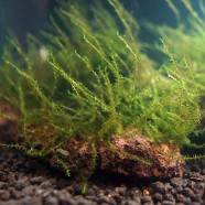 Flat moss