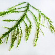 Willow duriae (Fontinalis duriae)