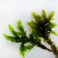 Willow moss (Fontinalis antypiretica var gigantea)