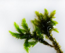 Willow moss (Fontinalis antypiretica var gigantea)