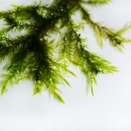 Willow moss (Fontinalis hypnoides)