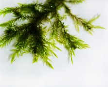 Willow moss (Fontinalis hypnoides)