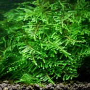 Green Sock moss (Taxiphyllum sp.)