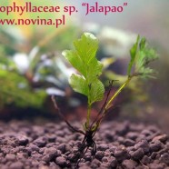 Hymenophyllaceae sp. „Jalapao”