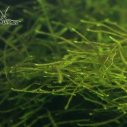 Java moss (Taxiphyllum barberi)