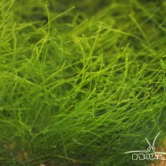 Mini java moss (Taxiphyllum sp.)
