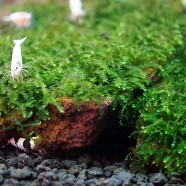 Mini weeping moss