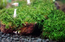 Mini weeping moss