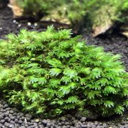 Fissidens sp. „Miroshaki”