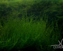 Nano moss (Amblystegium serpens)
