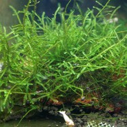 Taxiphyllum sp. „Riam macam”