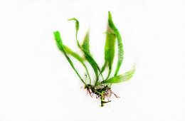Microsorium sp. „Small leaf”