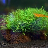 Moss sp. 610
