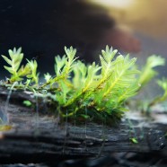 Fissidens sp. „Tasikmalaya”