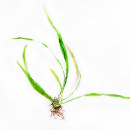 Microsorium sp. „Thin leaf – Java fern”