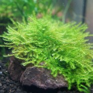Triangle moss