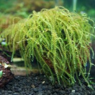 moss Busay/Cebu