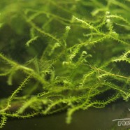 Vesicularia sp. mini