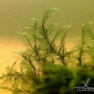 Willow moss