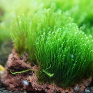 Fissidens zippelianus