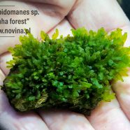 Crepidomanes sp „Lhaha forest”