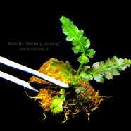 Bolbitis sp. „Bahang penang”