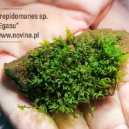 Crepidomanes sp. „Egasu”