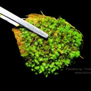 Fissidens sp. ‚Lhaha forest”