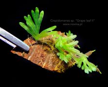 Crepidomanes sp. „Grape leaf II”