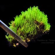 Fissidens sp. „Sulawesi”
