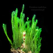 Fissidens taxifolius