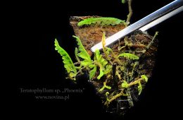 Teratophyllum sp. „Phoenix”