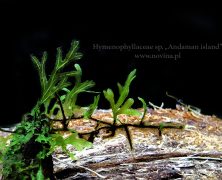 Hymenophyllaceae sp. „Andaman island”