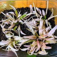 Cryptocoryne sp. „Flamingo”
