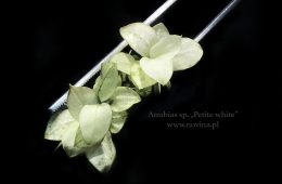 Anubias sp. „Petite white”