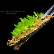 Fissidens sp. „Grandifrons planiccaulis”