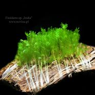 Fissidens sp. „India”