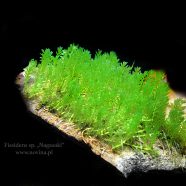Fissidens sp. „Nagasaki”