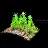 Fissidens sp. „Sumatra”